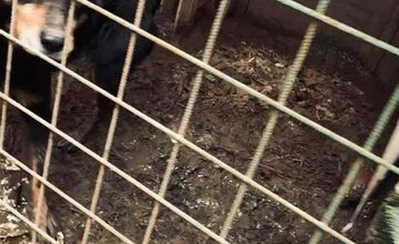 FOTO: Štátna veterinárna správa zasiahla proti chovateľke na Záhorí