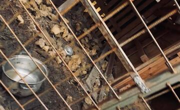 FOTO: Štátna veterinárna správa zasiahla proti chovateľke na Záhorí