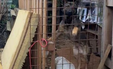 FOTO: Štátna veterinárna správa zasiahla proti chovateľke na Záhorí