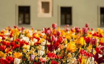 FOTO: Najpestrejší záhon na Slovensku je v Trnave