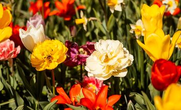 FOTO: Najpestrejší záhon na Slovensku je v Trnave
