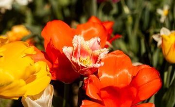 FOTO: Najpestrejší záhon na Slovensku je v Trnave