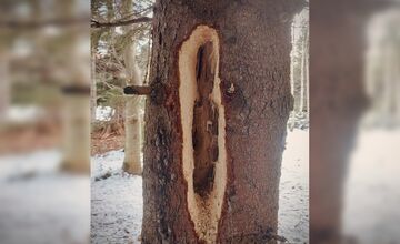 FOTO: Videli ste tie zvláštne diery v stromoch? Toto ich robí