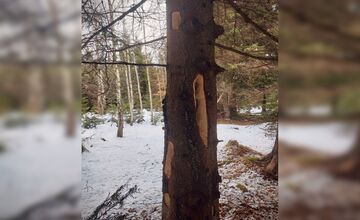 FOTO: Videli ste tie zvláštne diery v stromoch? Toto ich robí