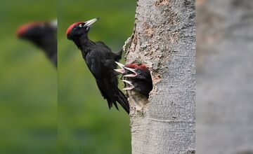 FOTO: Videli ste tie zvláštne diery v stromoch? Toto ich robí