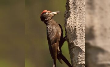 FOTO: Videli ste tie zvláštne diery v stromoch? Toto ich robí