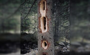 FOTO: Videli ste tie zvláštne diery v stromoch? Toto ich robí