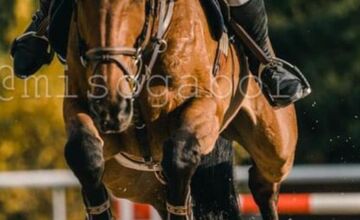 FOTO: Pri zrážke vlaku s kamiónom pri Dunajskej Strede zomrel 58-ročný kamionista a jazdec na koni Marián