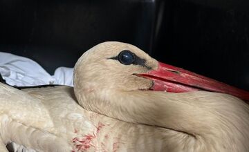 FOTO: Záchrana bociana v Lehniciach