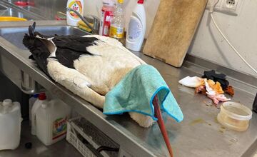 FOTO: Záchrana bociana v Lehniciach