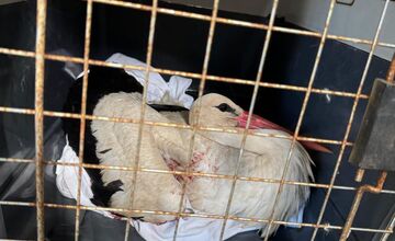 FOTO: Záchrana bociana v Lehniciach